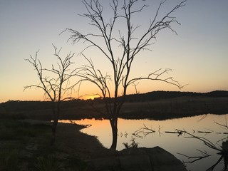 EL ARBOL AL ATARDECER