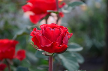 Obraz premium Beautiful fresh rose in the garden at morning