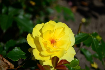 Beautiful fresh rose in the garden at morning