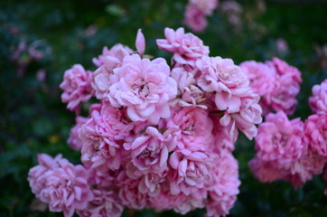 Beautiful fresh rose in the garden at morning