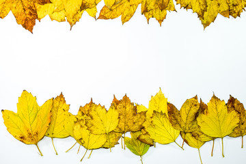 Autumn yellow maple leaves on a wooden background.