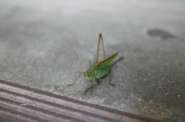 キリギリス