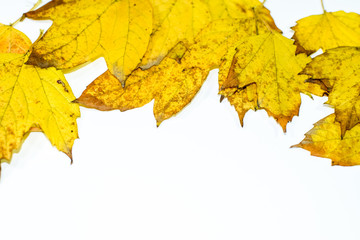 Autumn yellow maple leaves on a wooden background.