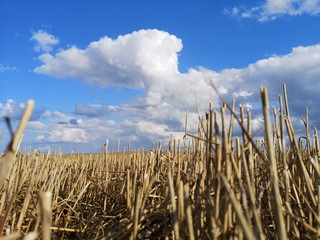 Wheat field after harvesting with stubble and summer clouds