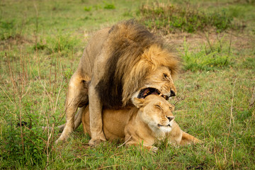 Male lion bites female mating in grass