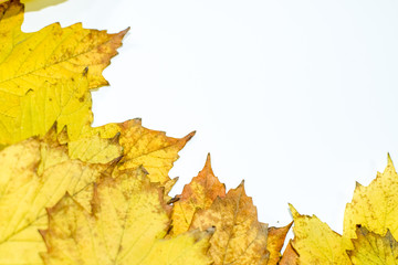 Autumn yellow maple leaves on a wooden background.