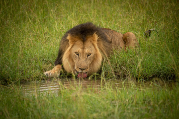 Male lion lies drinking from water hole