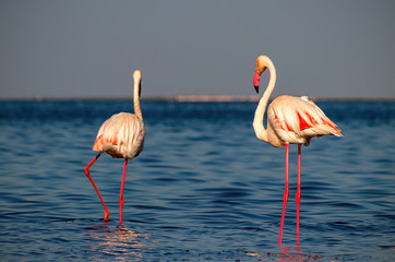 Two birds of pink african flamingo  walking around the lagoon and looking for food