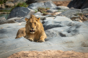 Male lion lies on rocks facing camera