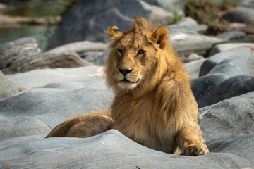 Male lion lies on rocks looking left