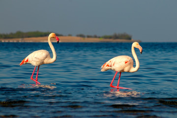 Two birds of pink african flamingo  walking around the lagoon and looking for food