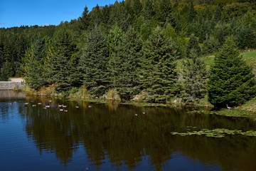 Fototapeta na wymiar View of the pond in a nature reserve, cloudless blue sky, mirrored trees in the water, egret and ducks, in Quebec Harrington. Travel to Canada