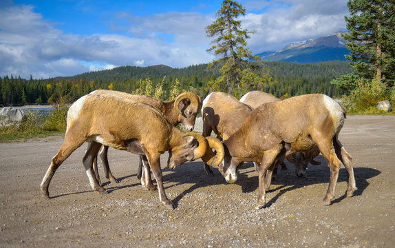 carneros peleando en manada en un bosque verde en el parque nacional de Jasper Alberta canada bajo un cielo azul