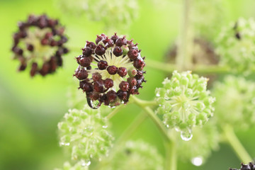 水滴がついたウドの実