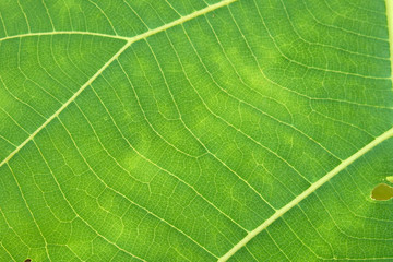 Close Up Of Green Leaf Texture