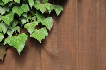 Green ivy leaves on brown wooden background.