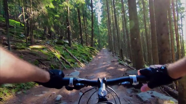  Mountain biking on the path through fir forest