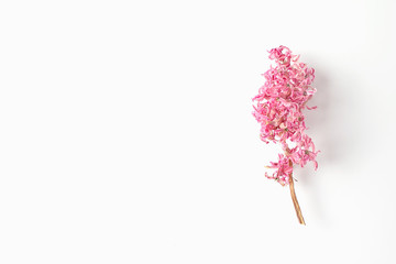 dried pink hyacinth flower on white background. flat lay, copy space