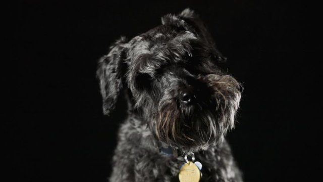 Black dog looking at camera. Black background studio lighting.