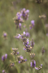 Lavender flower in nature field.