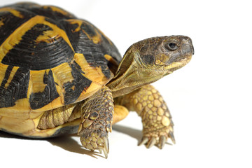 tortoise hermann side view, isolated on white background