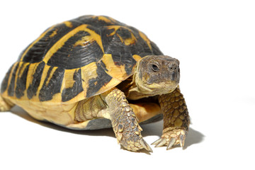 Fototapeta premium tortoise Hermann in close-up isolated on a white background