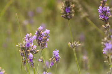 Lavender flower in nature field.