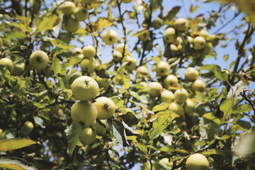 Apple tree with green fruits on branch.