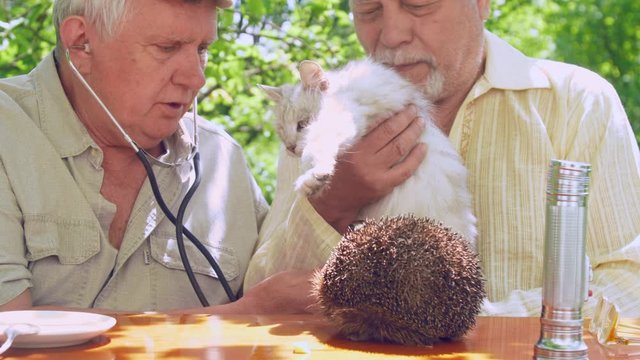 eldery people examine white cat with stethoscope sitting at brown wooden table with hedgehog. Concept mental disability