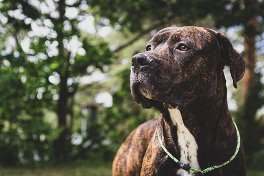 Cane Corso Portrait