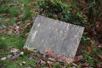 Grungy and wet wooden board lay on ground in garden.