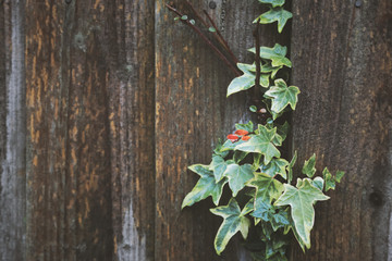 White and green ivy leaves on grungy wooden background, toned image.