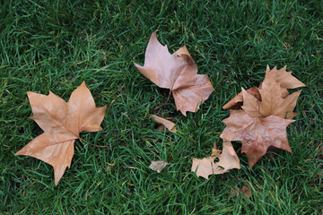 Brown dried maple leave fall on green grass.