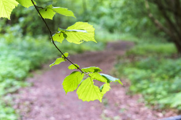 Forest path between the trees. Young green leaves on the tree.