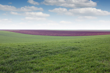 Fototapeta na wymiar green wheat field agriculture Voivodina Serbia landscape