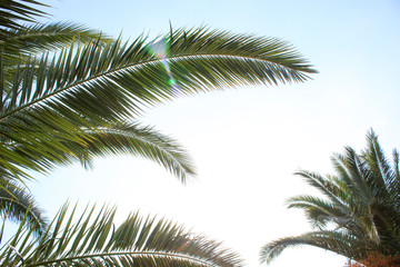 Fototapeta na wymiar palm tree nature background blue sky