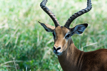 Antelope in Serengeti national park during a safari tour