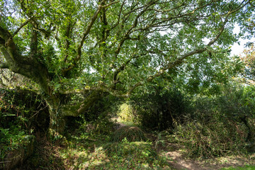 Obraz premium Woodland green foliage in the uk 