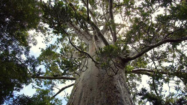 Huge kauri tree in New Zealand wild forest park nature