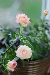 Obraz na płótnie Canvas Close-up: flowering pink white roses flowers