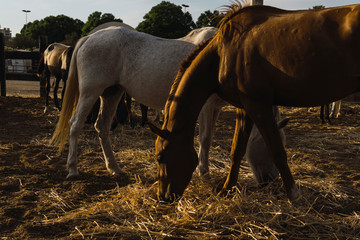 Caballos en su establo