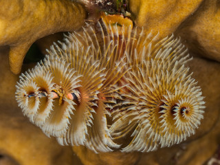 Naklejka na ściany i meble Colorful Christmas Tree Worm, Spirobranchus giganteus, Marine life in Caribbean Sea, los roques. Underwater photo