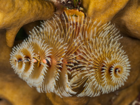 Colorful Christmas Tree Worm, Spirobranchus giganteus, Marine life in Caribbean Sea, los roques. Underwater photo