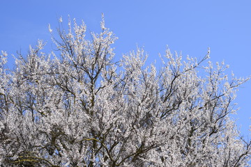 Apricot flowers on tree branches. Spring flowering garden.