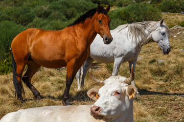 Obraz premium Caballos y vaca en pastos de montaña. Parque Natural Lago de Sanabria y alrededores, Zamora, España.