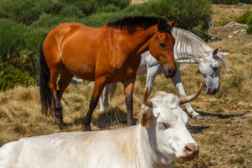 Caballos y vaca en pastos de montaña. Ganadería.