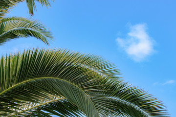 Fototapeta na wymiar palm tree nature background blue sky