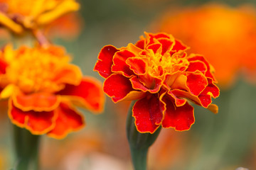 Nasturtium flower. The Tropaeolum (nasturtium) red and yellow flower, close up