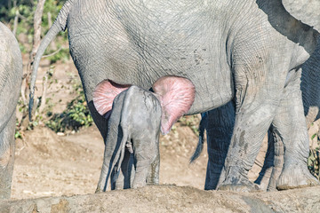 African elephant calf showing pink colored back of its ears