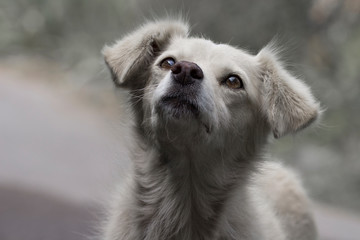 homeless dog with sad eyes . hope and  loneliness concept